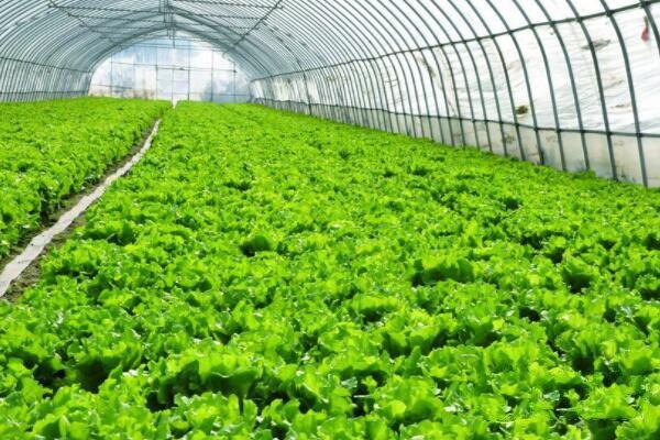 大棚栽培蔬菜与露地栽培蔬菜区别分析