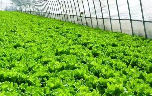龙岗农产品配送介绍冬季低温天气如何管好设施蔬菜