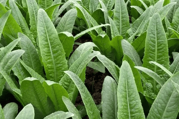 龙岗蔬菜配送公司油分享油麦菜的美味做法
